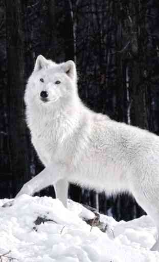 arctic wolf wallpapers 1