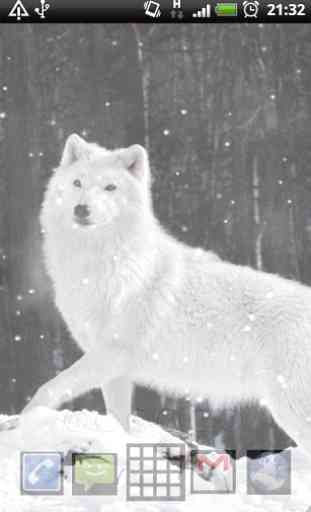 arctic wolf wallpapers 4