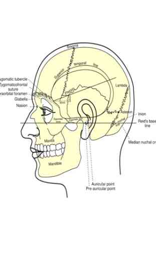 Face Anatomy 2