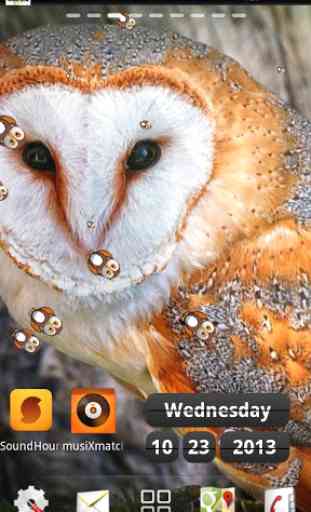 free live owl wallpaper 2