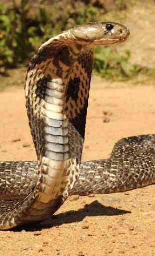 King Cobra Snake LWP 1