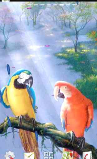 live parrot wallpaper 4