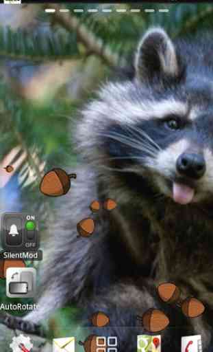 Raccoon live wallpaper 1