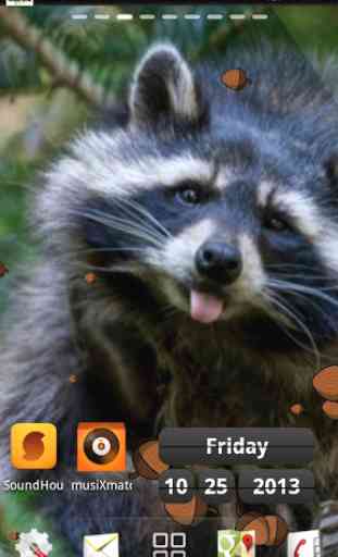 Raccoon live wallpaper 2