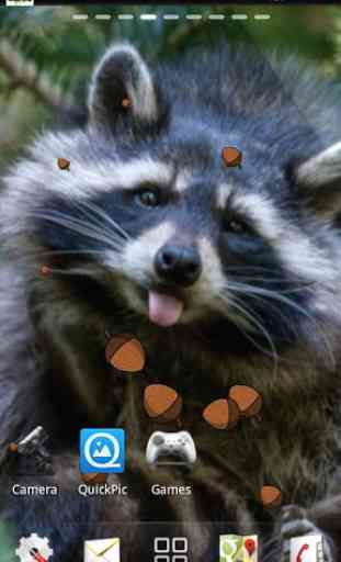 Raccoon live wallpaper 3