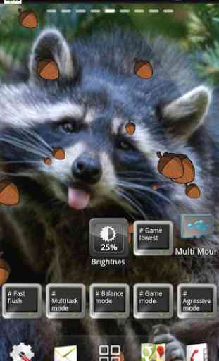 Raccoon live wallpaper 4