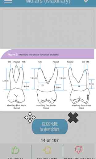 NBDE Dental Anatomy/Occlusion 4