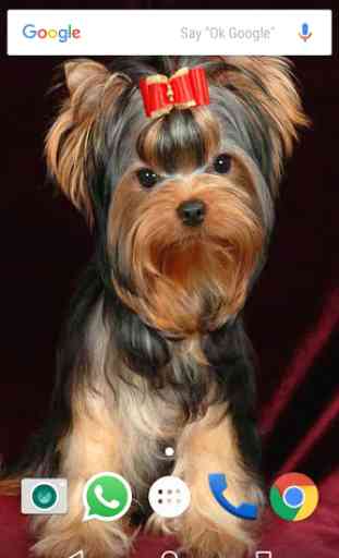 Yorkshire Terrier Dog Wallpape 2