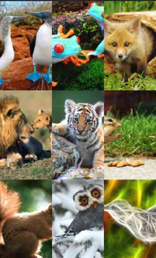 Animal Wallpapers Free 2016 HD 2