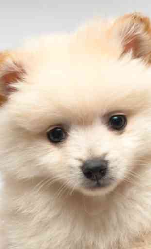 Cute Puppy Wallpapers 2