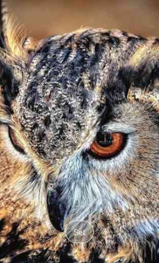 Pretty owls Wallpaper 1