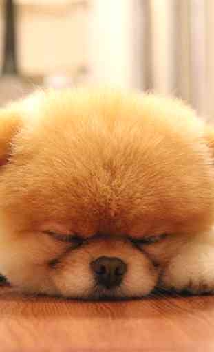 Sleeping Puppy Wallpapers 1