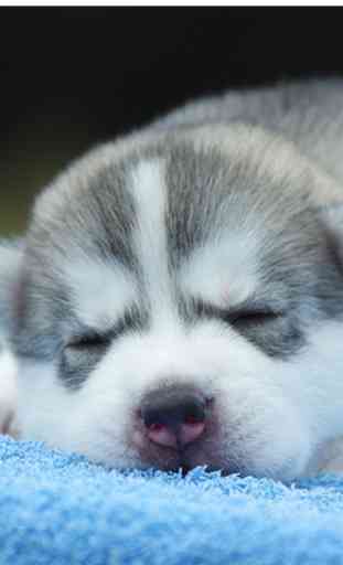 Sleeping Puppy Wallpapers 2