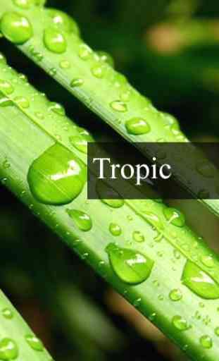 Tropic rain forest stress 1