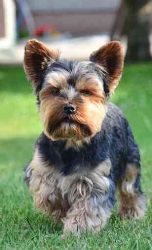 Yorkshire Terrier Dogs Wallpap 1