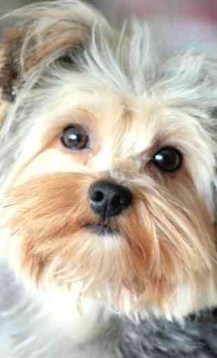 Yorkshire Terrier Dogs Wallpap 2