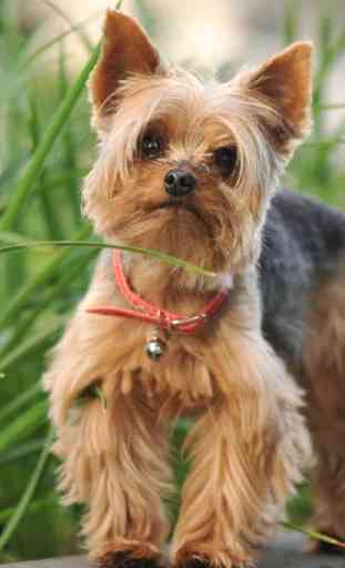Yorkshire Terrier Dogs Wallpap 3