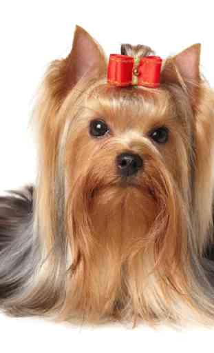 Yorkshire Terrier Dogs Wallpap 4