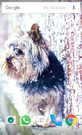 Yorkshire Terrier HD Wallpaper 2