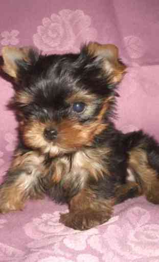 Yorkshire Terrier Images Wal 1