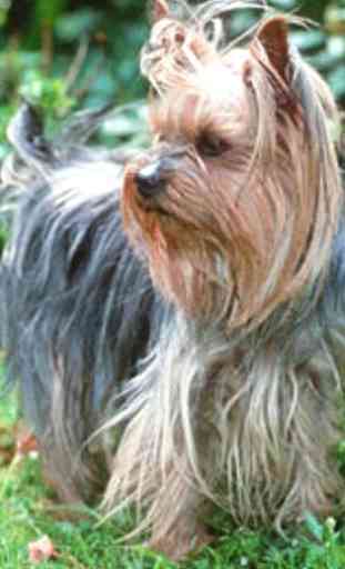 Yorkshire Terrier Images Wal 2