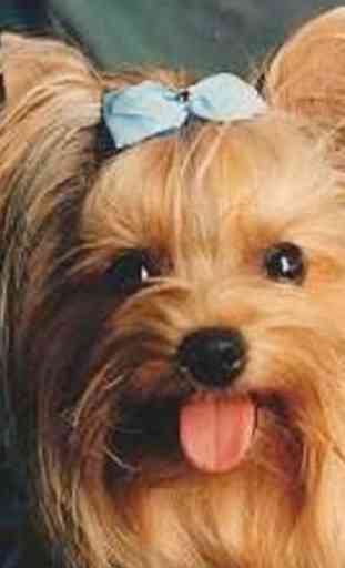 Yorkshire Terrier Images Wal 3