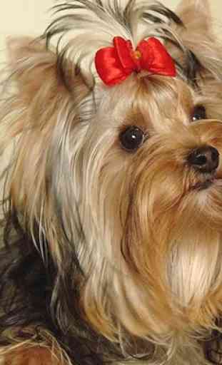 Yorkshire Terrier Images Wal 4