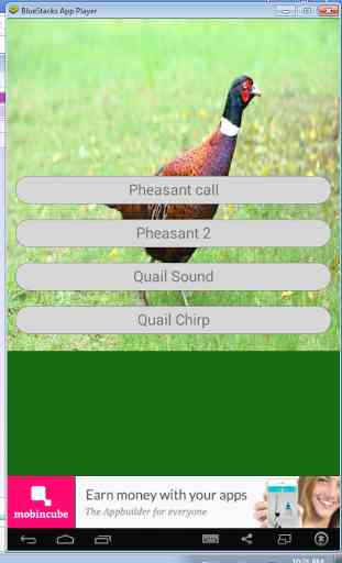 Pheasant and Quail Sounds 1