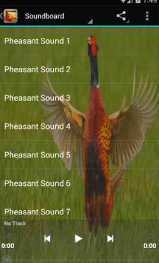Pheasant Sounds 1