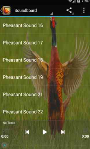 Pheasant Sounds 3
