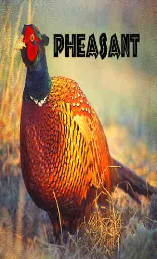 Pheasant Sounds 4