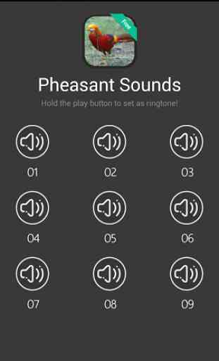 Pheasant Sounds 1