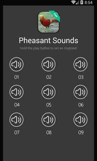 Pheasant Sounds 4