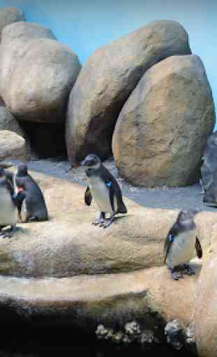 Pocket Penguins 3