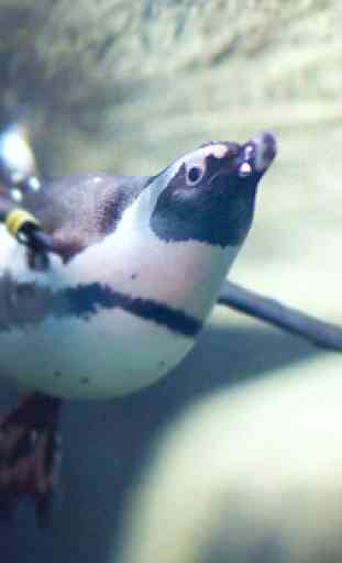 Pocket Penguins 4