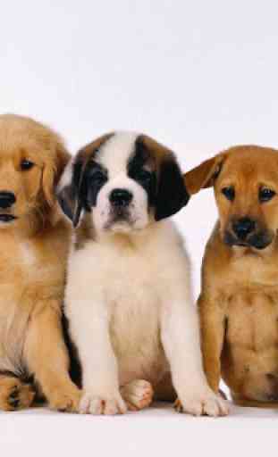 Cute Puppy Wallpapers HD 3