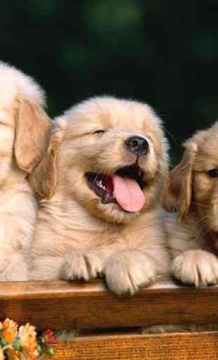 Cute Puppy Wallpapers HD 4