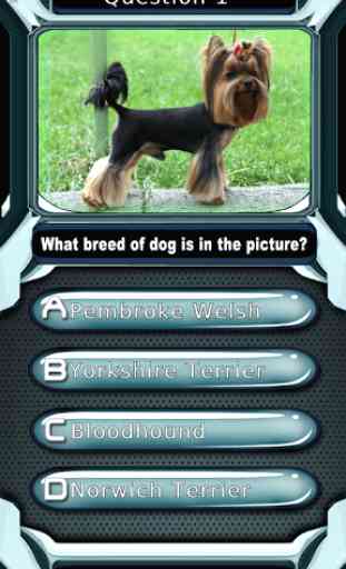 Dog Breed Animal Quiz Game 4