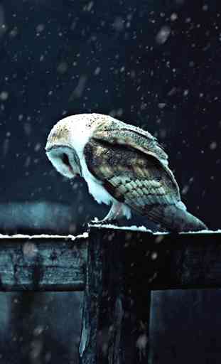 Hedwig Owl Animated Wallpaper 3