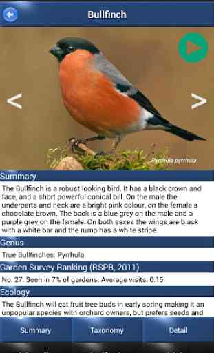 Bird Id - British Birds 2