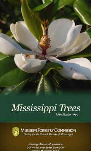Mississippi Trees 1