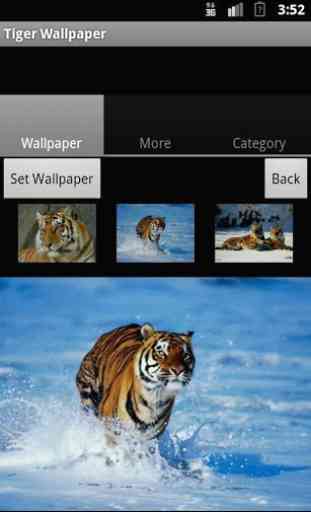 Tiger Wallpaper 3