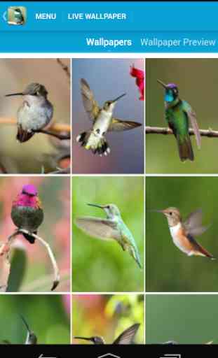 Amazing Hummingbirds Wallpaper 2