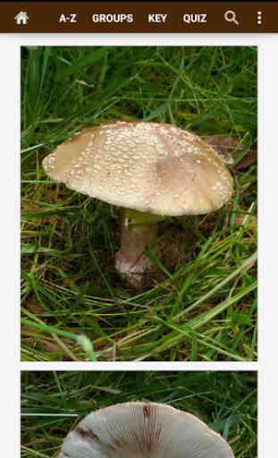 Fungi of Britain 4