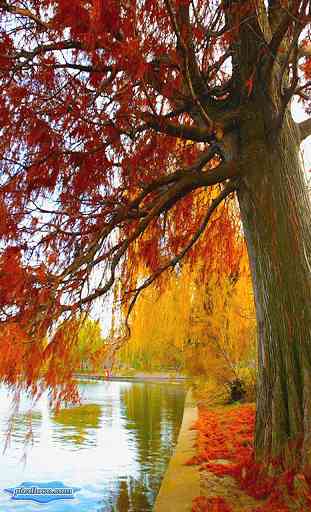 Haunted Foliage Autumn Pond 1
