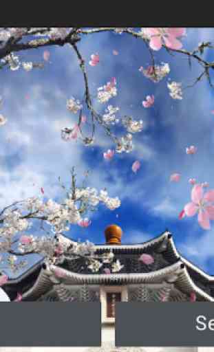 Sakura Garden Live Wallpaper 1