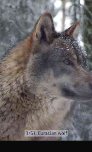 Wolf Gallery & HD Wallpapers 1