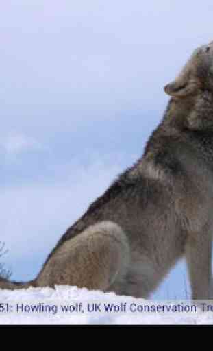 Wolf Gallery & HD Wallpapers 4