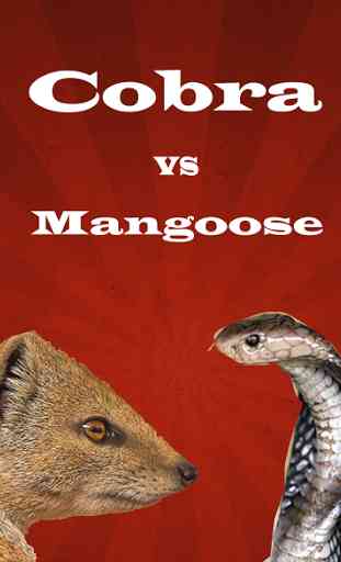 Cobra vs Mangoose Fight Videos 1
