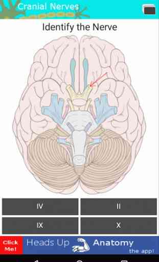 Cranial Nerves Flashcards 3